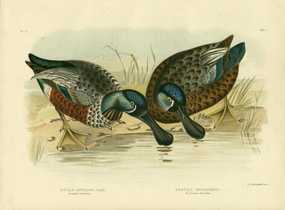 Bunter Löffler, 1891 von Gracius Broinowski